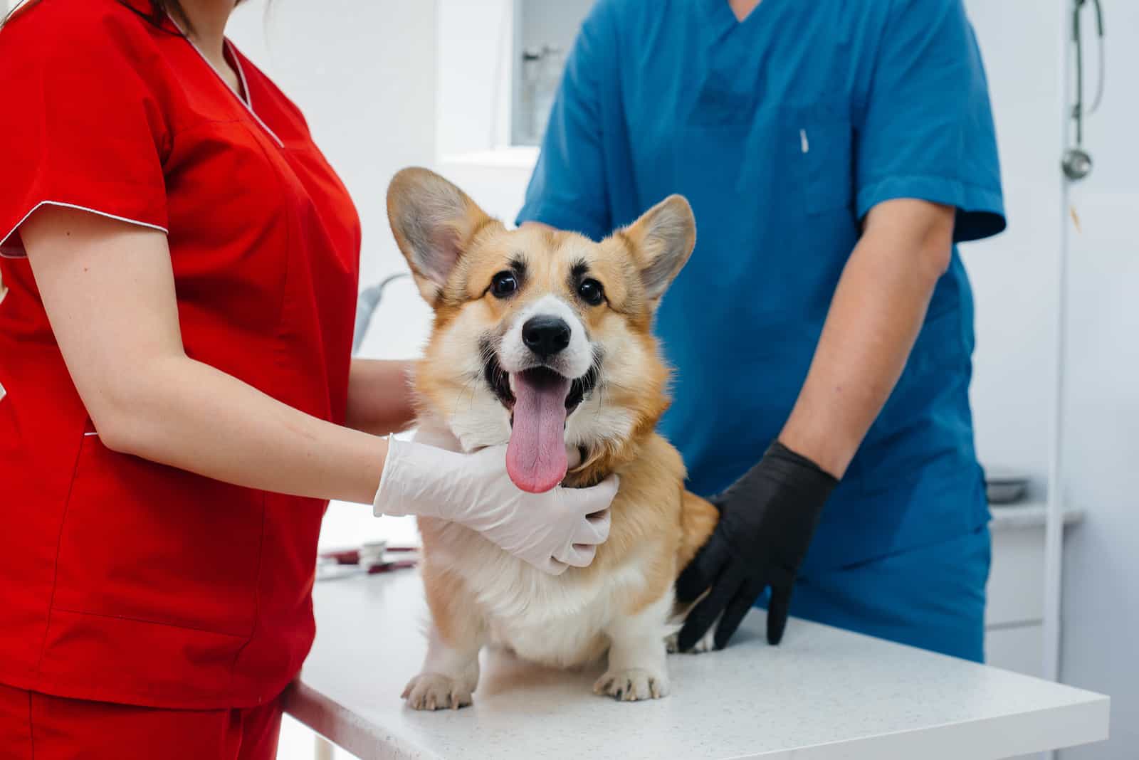 corgi en el veterinario