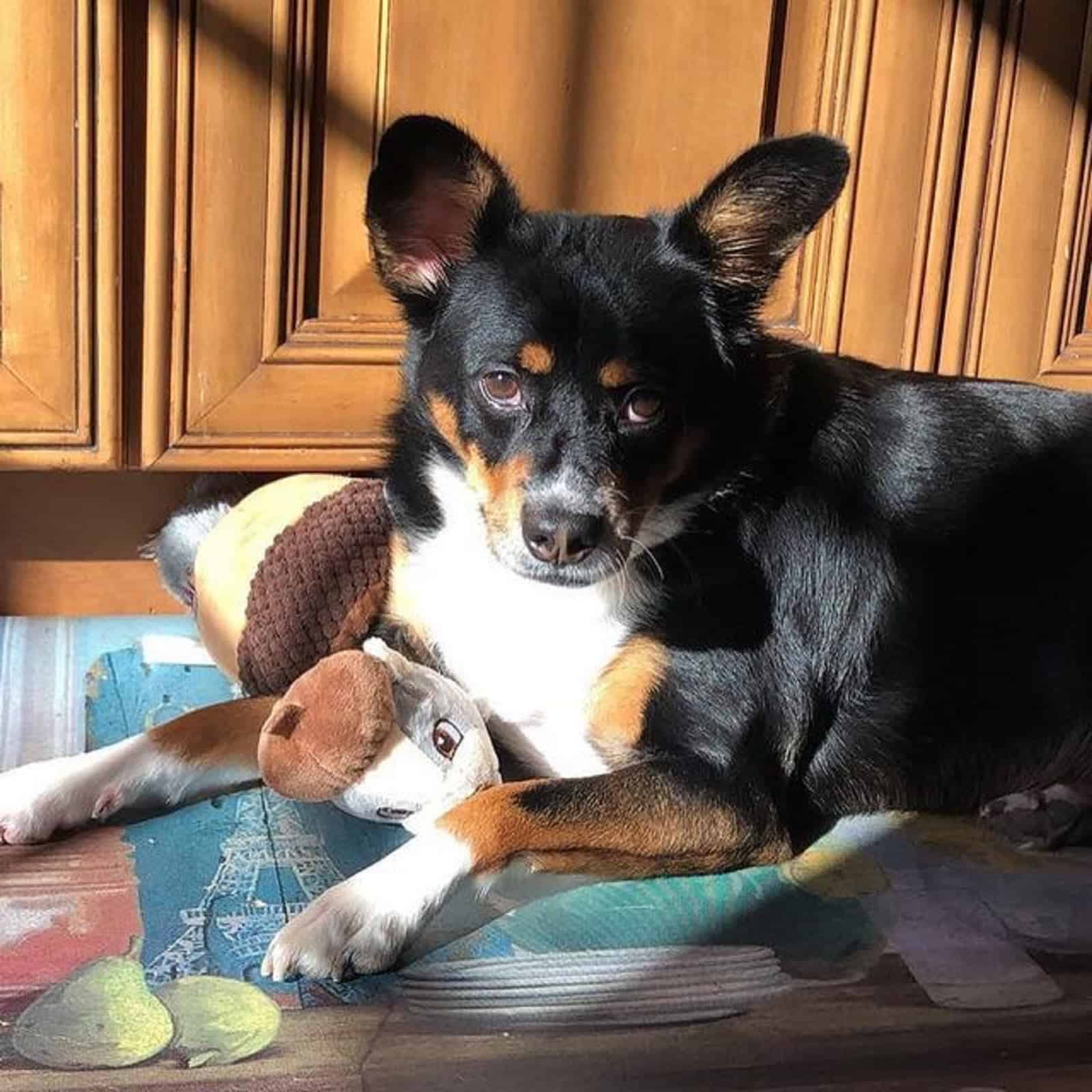 corgi y kelpie australiano descansando en la alfombra
