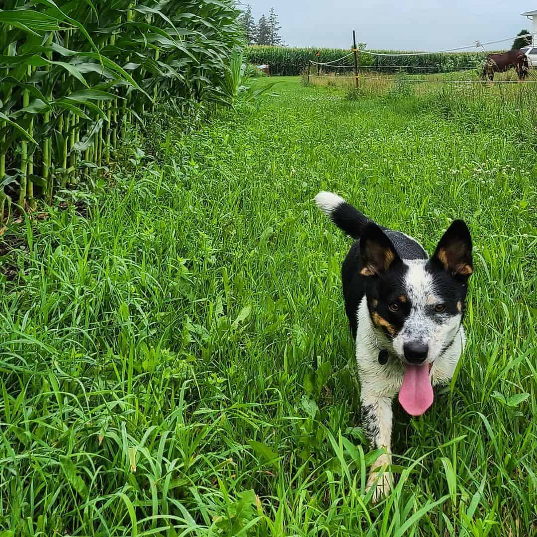 mezcla de corgi y blue heeler corriendo