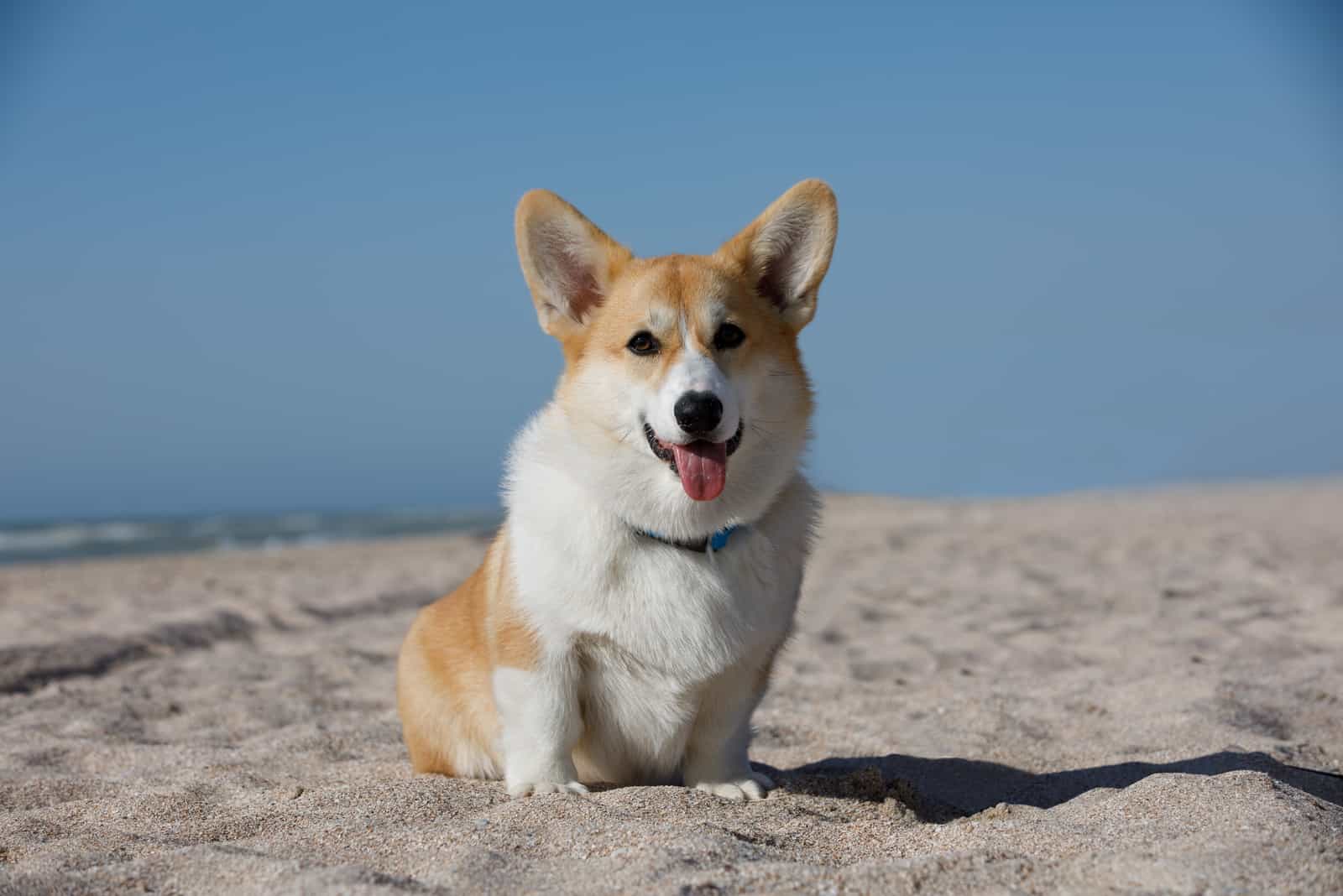 raza corgi en la playa junto al mar
