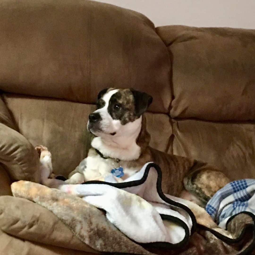 Perro mezcla de corgi y bulldog acostado en el sofá