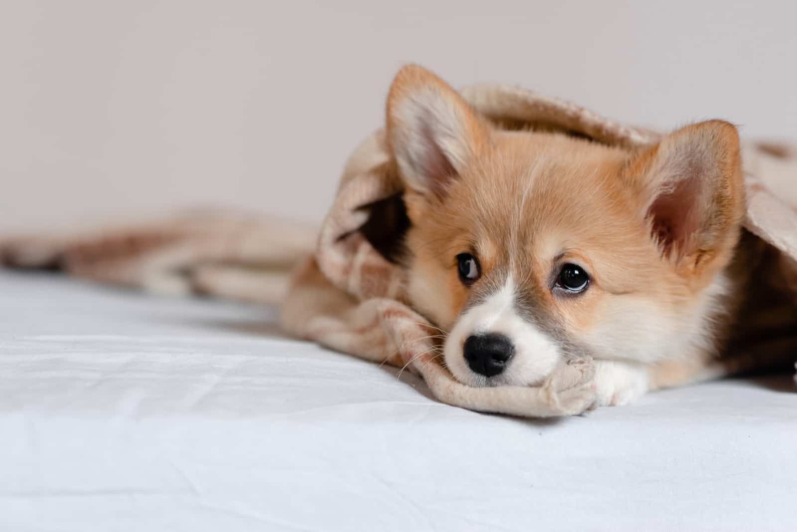 corgi cubierto con una manta