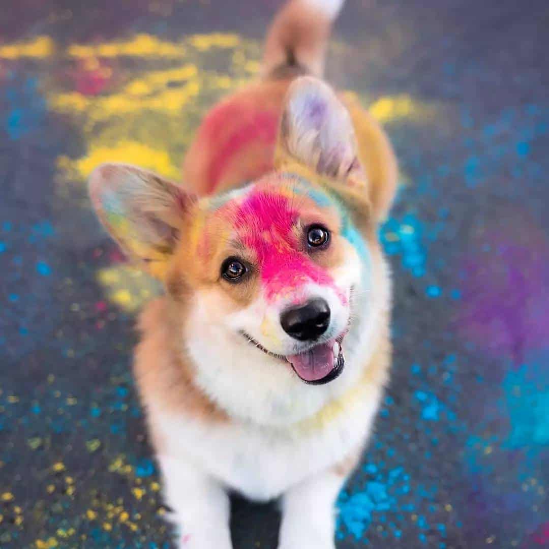 corgi cubierto de pintura