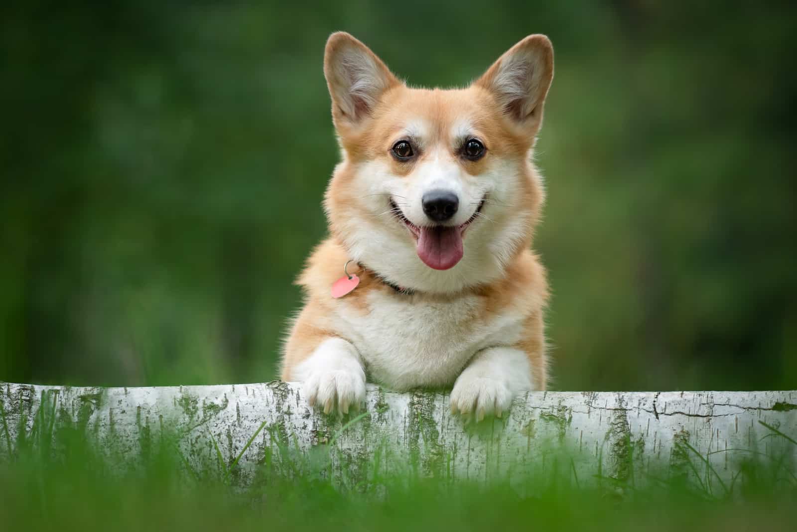 perro corgi sentado sobre un tronco