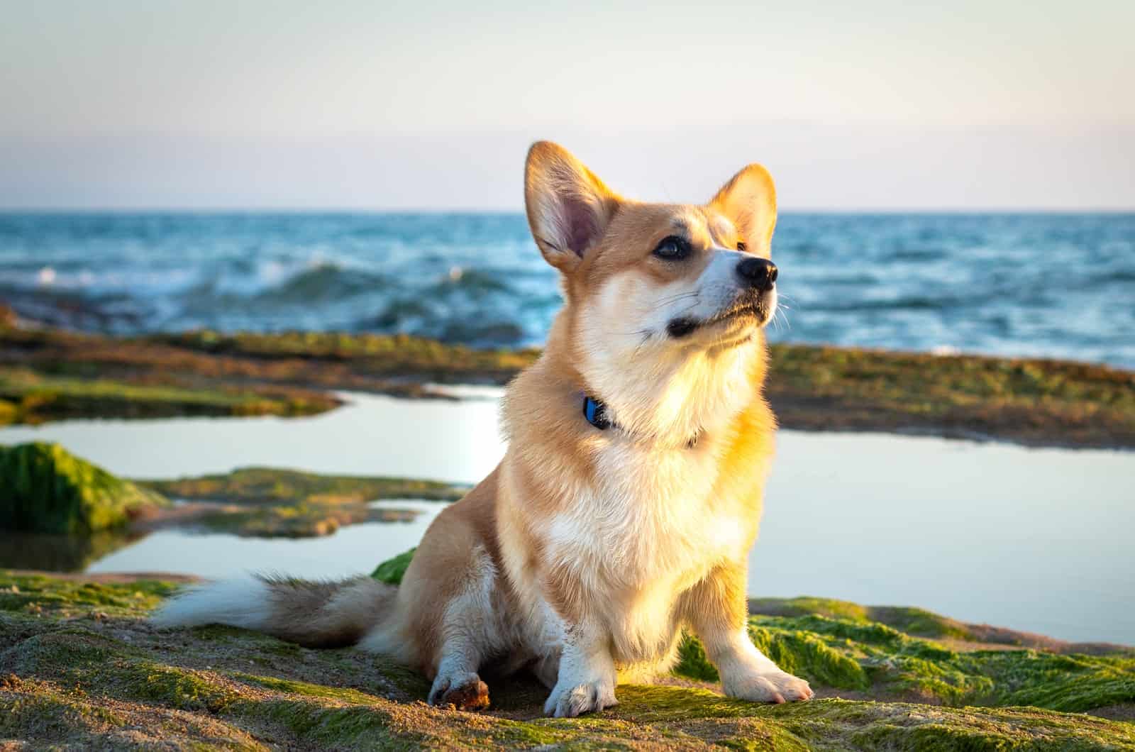 corgi disfrutando de la naturaleza