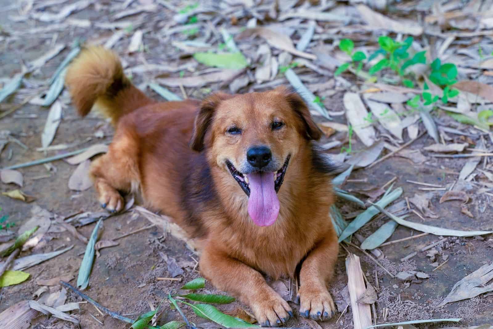 Perro mezcla de Corgi y Golden Retriever descansando en el suelo
