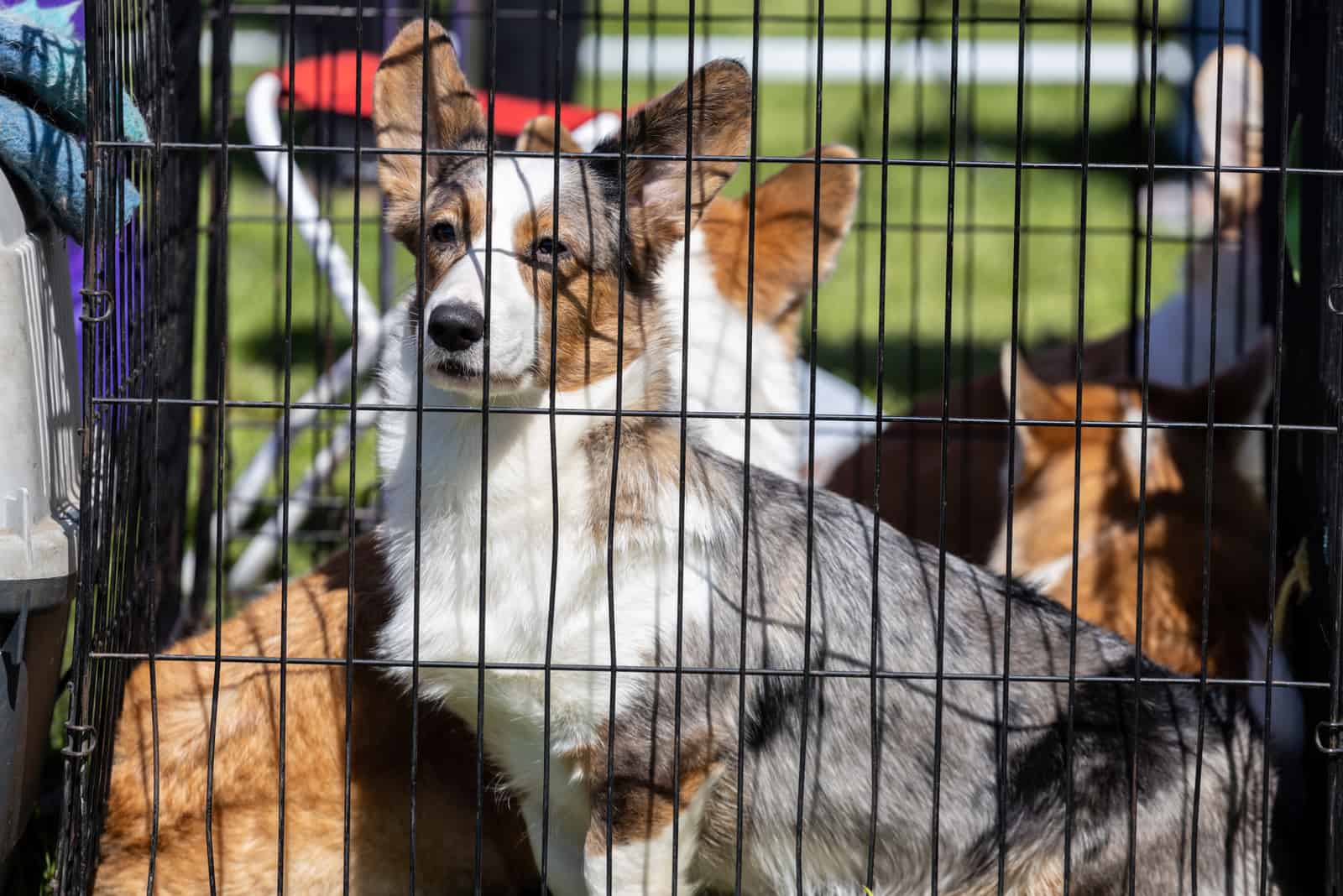 corgi en una jaula mirando a lo lejos