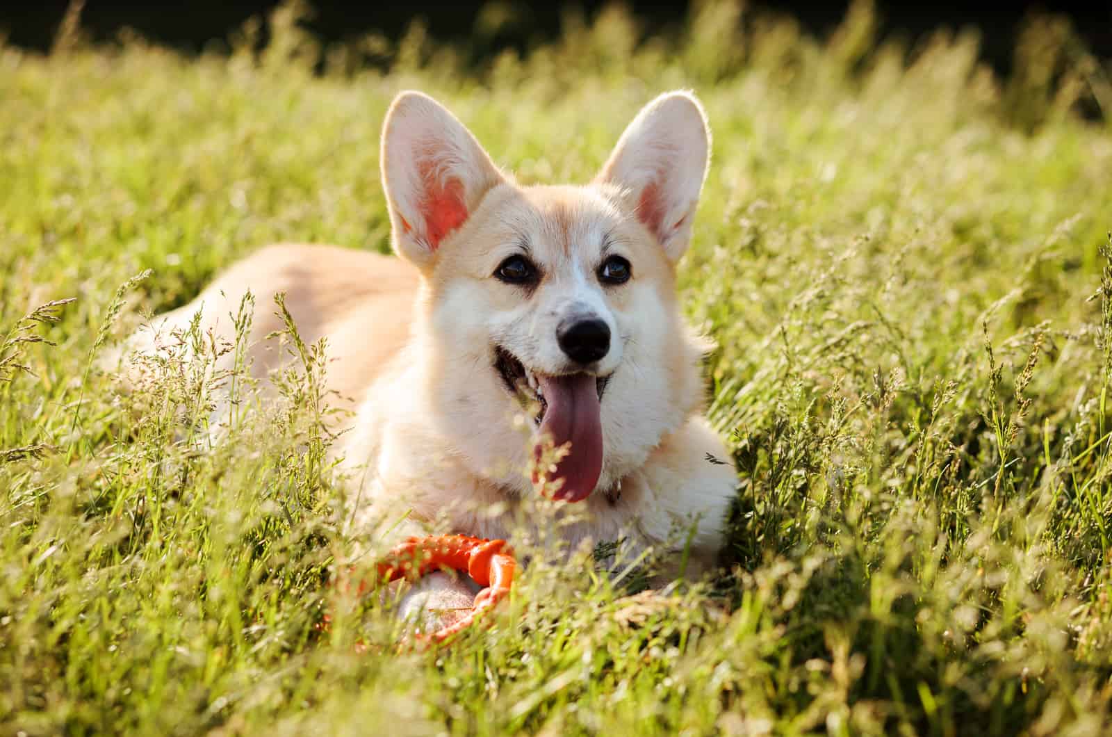 corgi en el césped