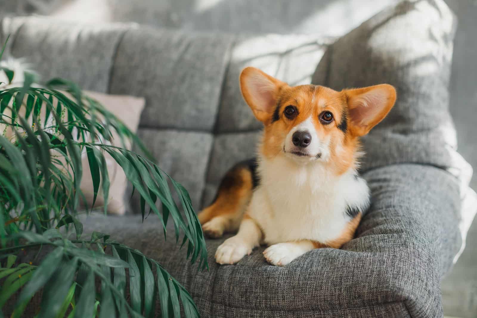 corgi está acostado en la cama