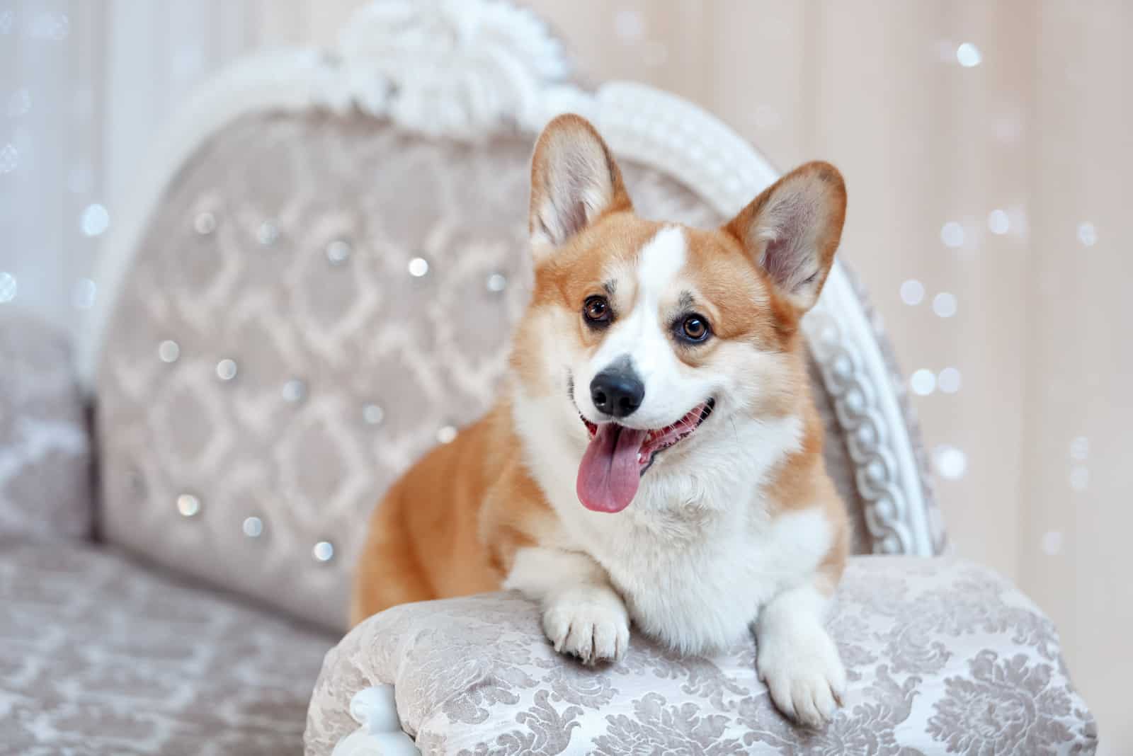corgi yace en un sillón