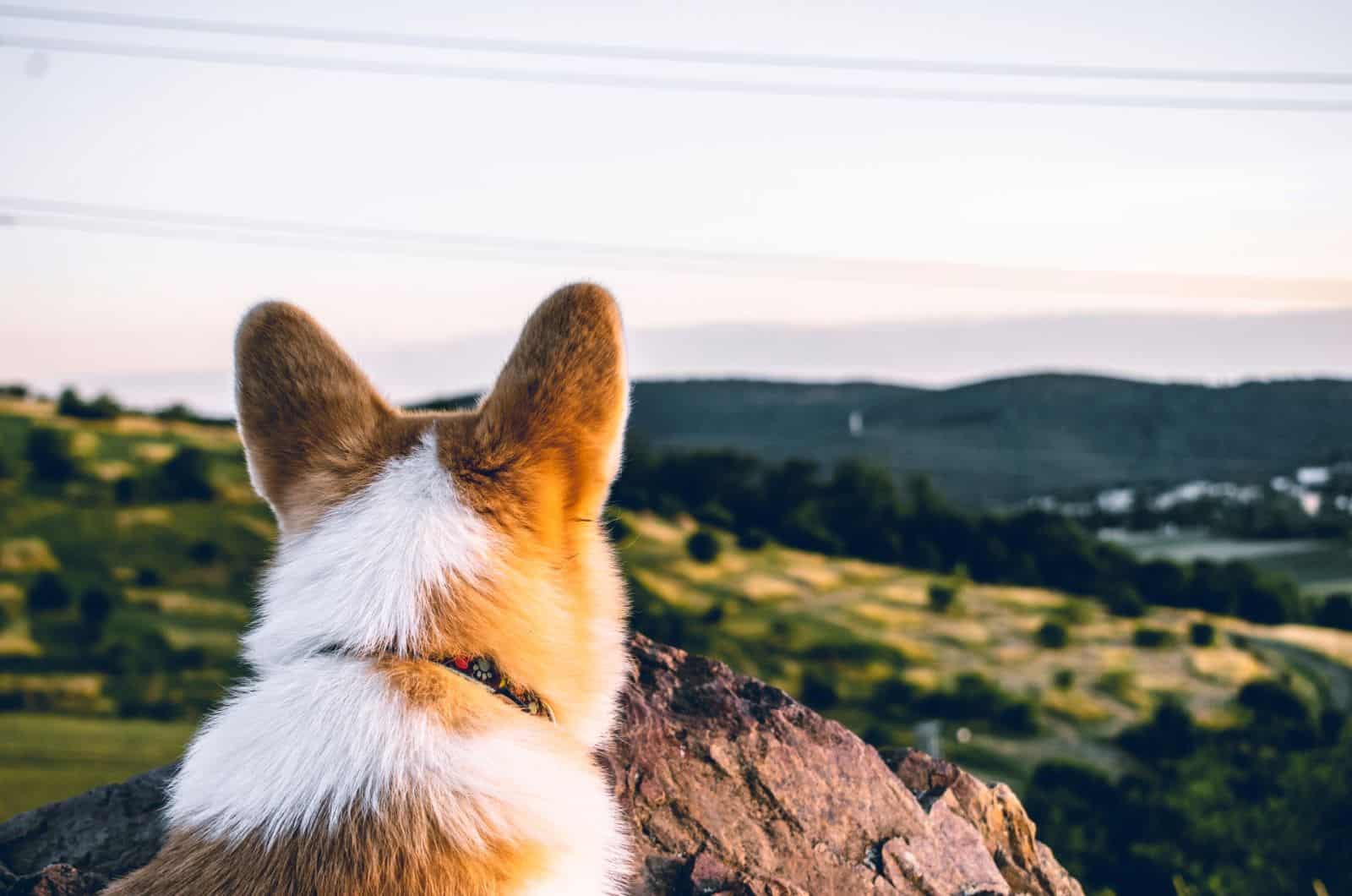 corgi mirando el paisaje