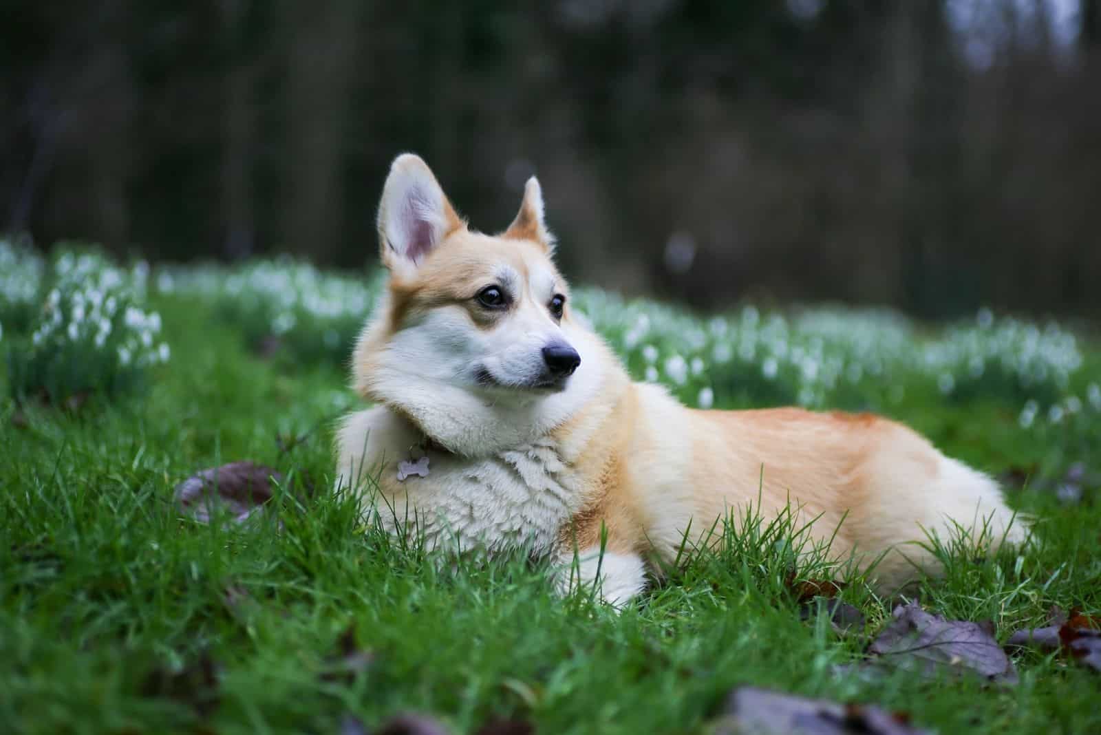 corgi tumbado en el suelo del bosque