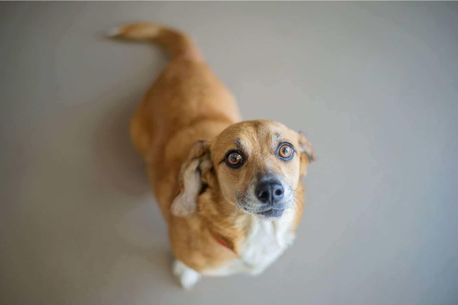 Perro mezcla de Corgi y Beagle mirando a la cámara