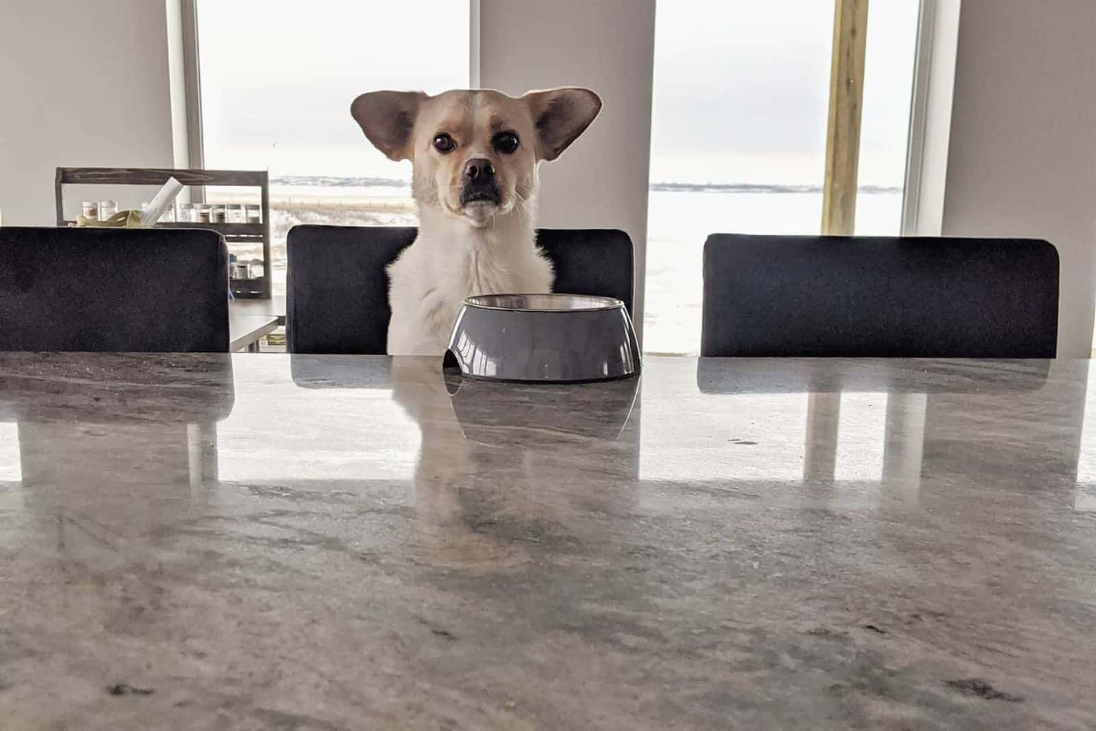 corgi mezcla de boxer delante del plato de comida en la mesa