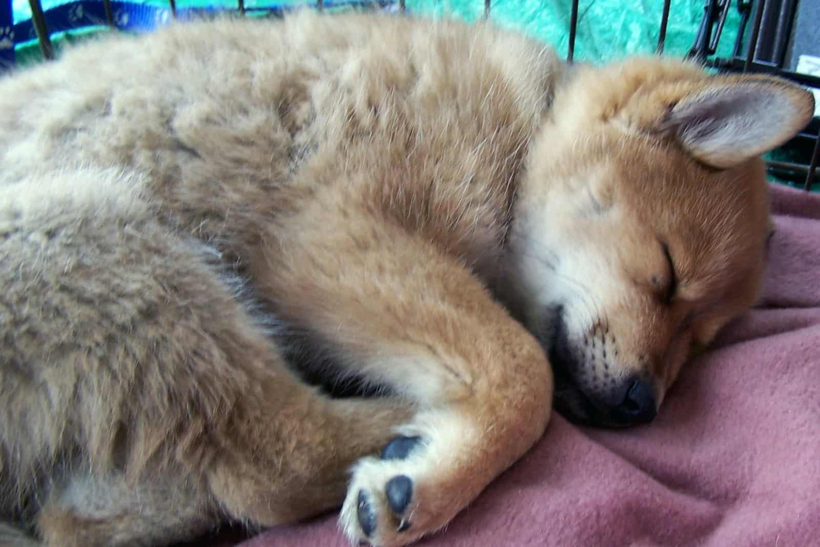 Cachorro mezcla de corgi y chow chow durmiendo en la jaula
