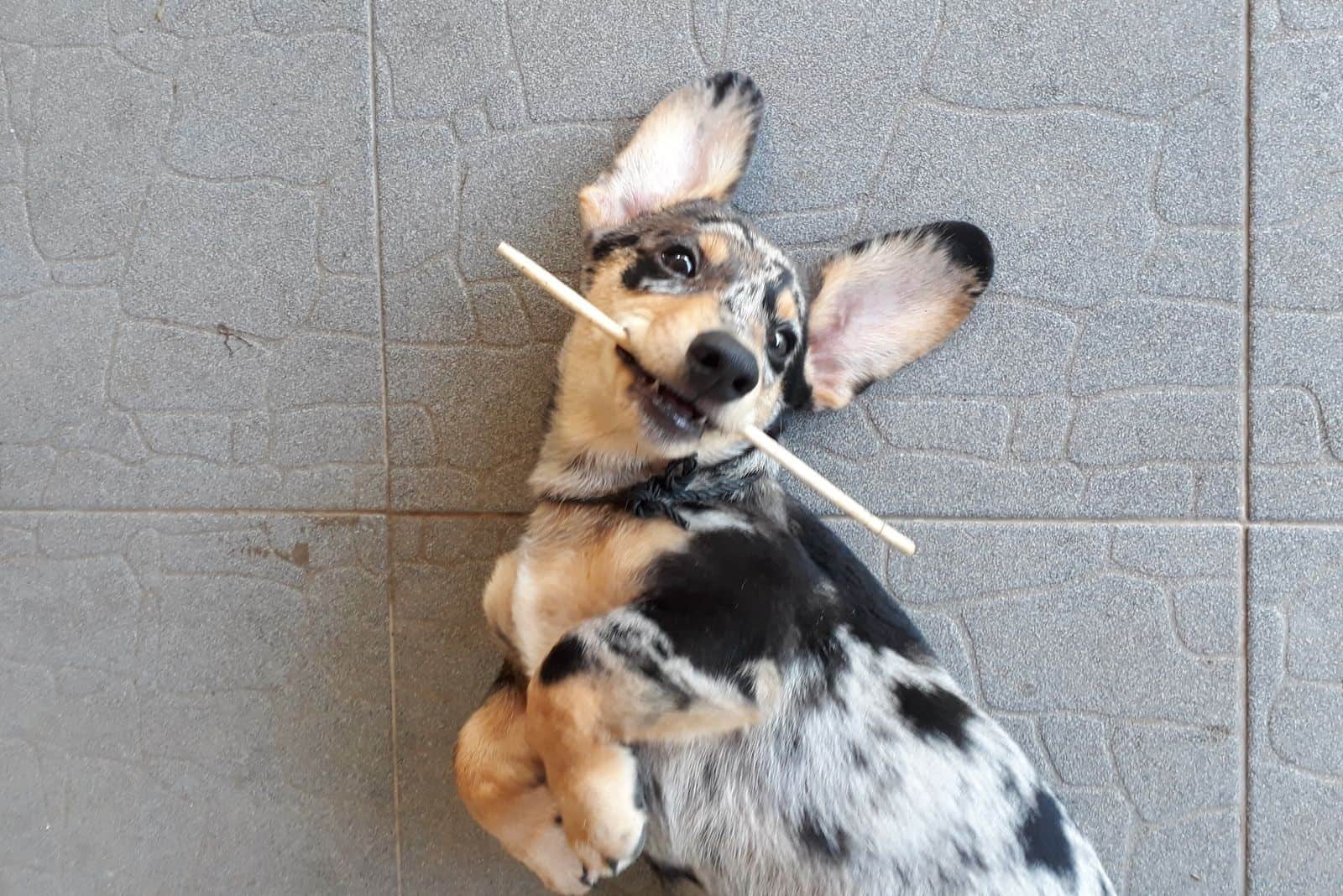 Mezcla de Corgi y Dachshund acostado boca arriba con un palo en la boca