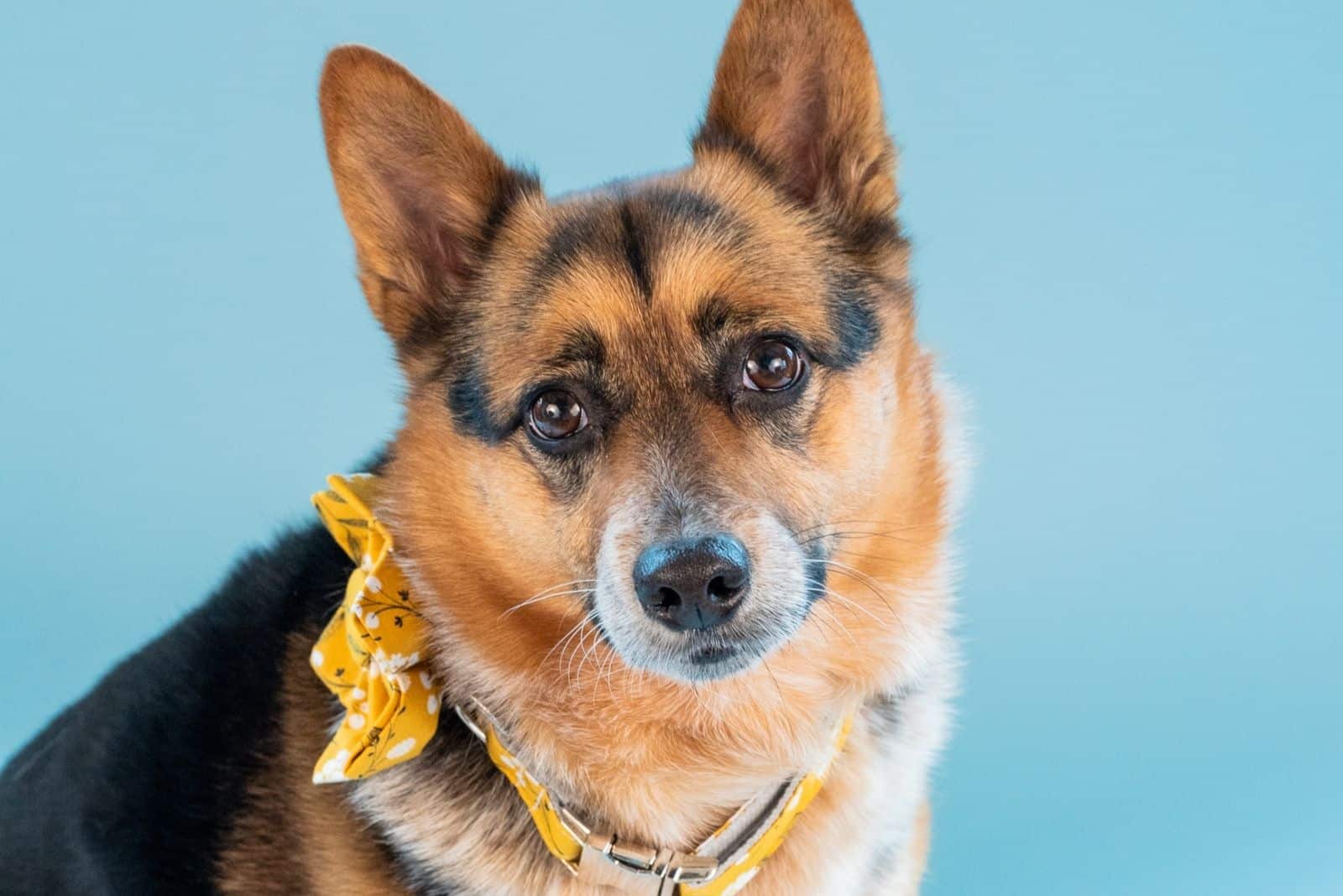 Mezcla de Corgi y Heeler fotografiado de cerca con fondo azul