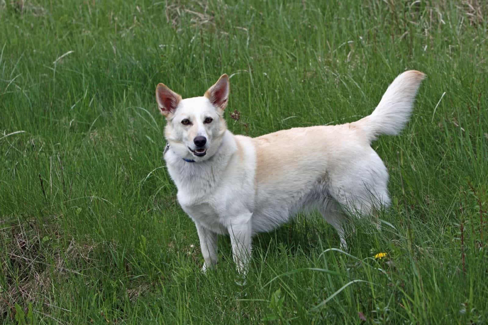Perro de raza mixta de corgi de pie al aire libre y mirando a la cámara desde lejos