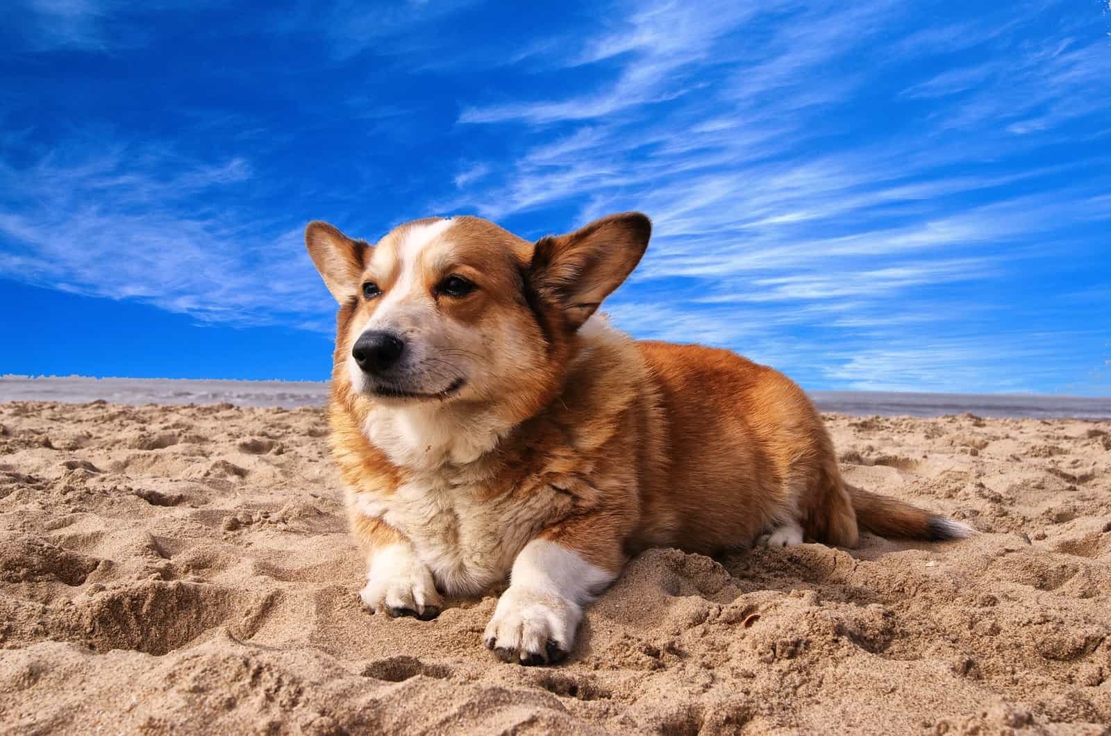 corgi en la playa con cielo azul