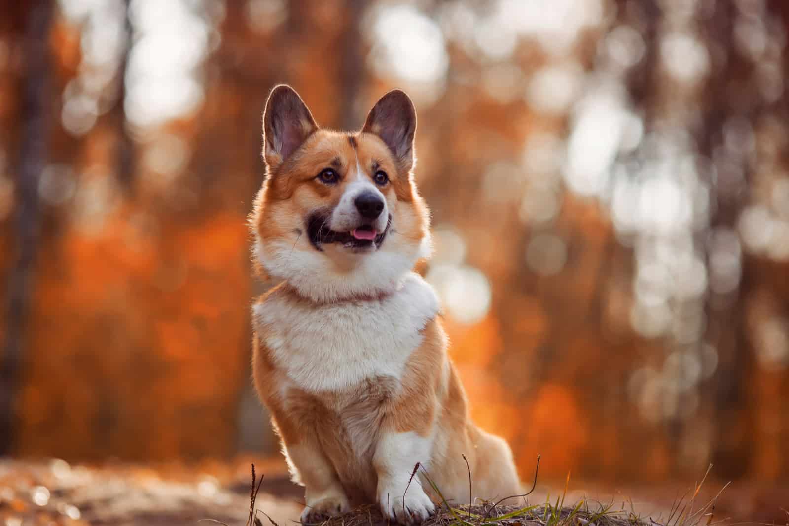corgi fotografiado en un bosque