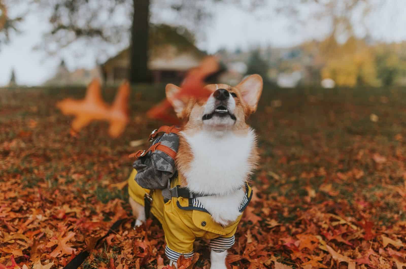 corgi jugando con hojas de otoño