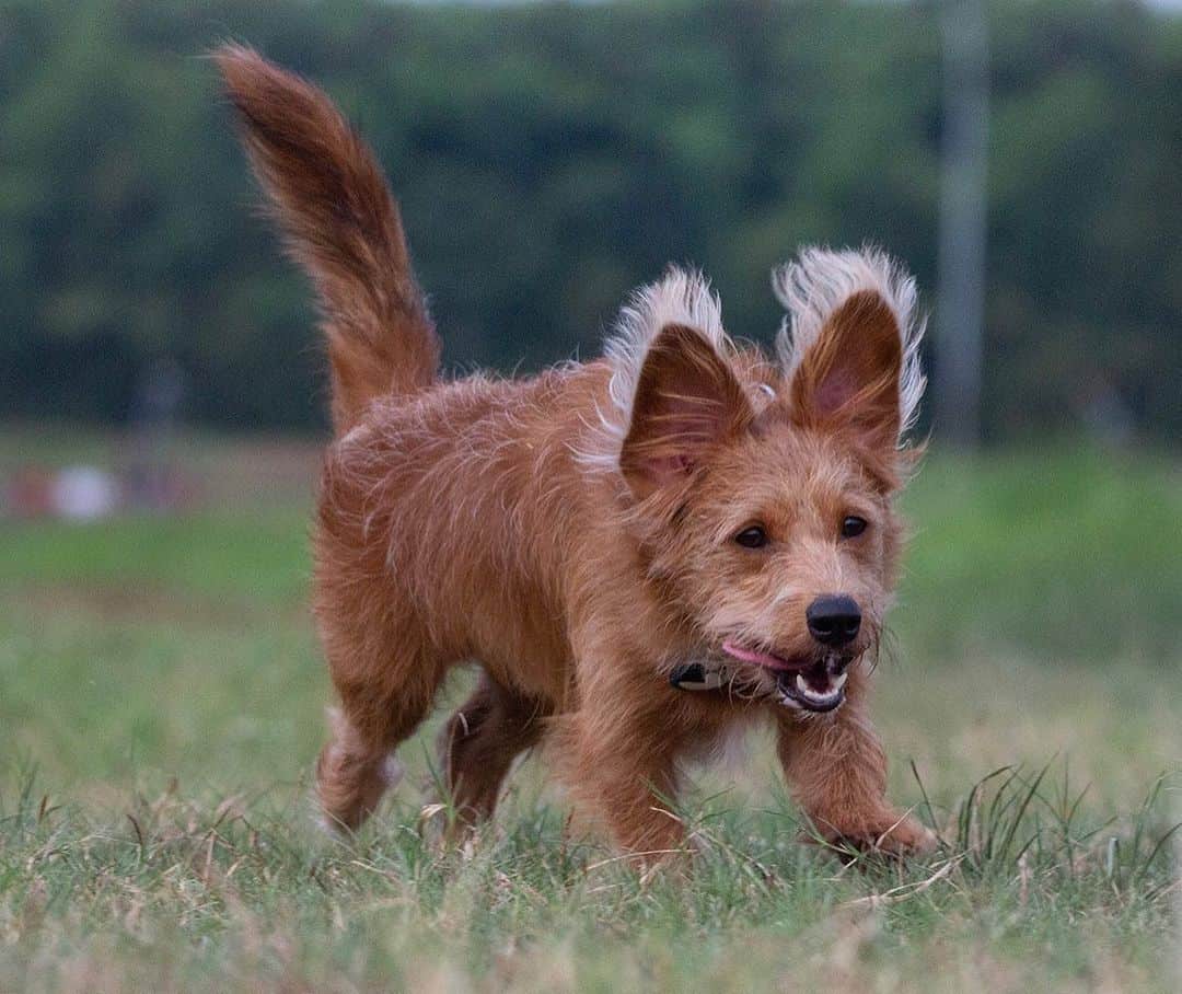 mezcla de corgi y caniche corriendo en el patio de juegos