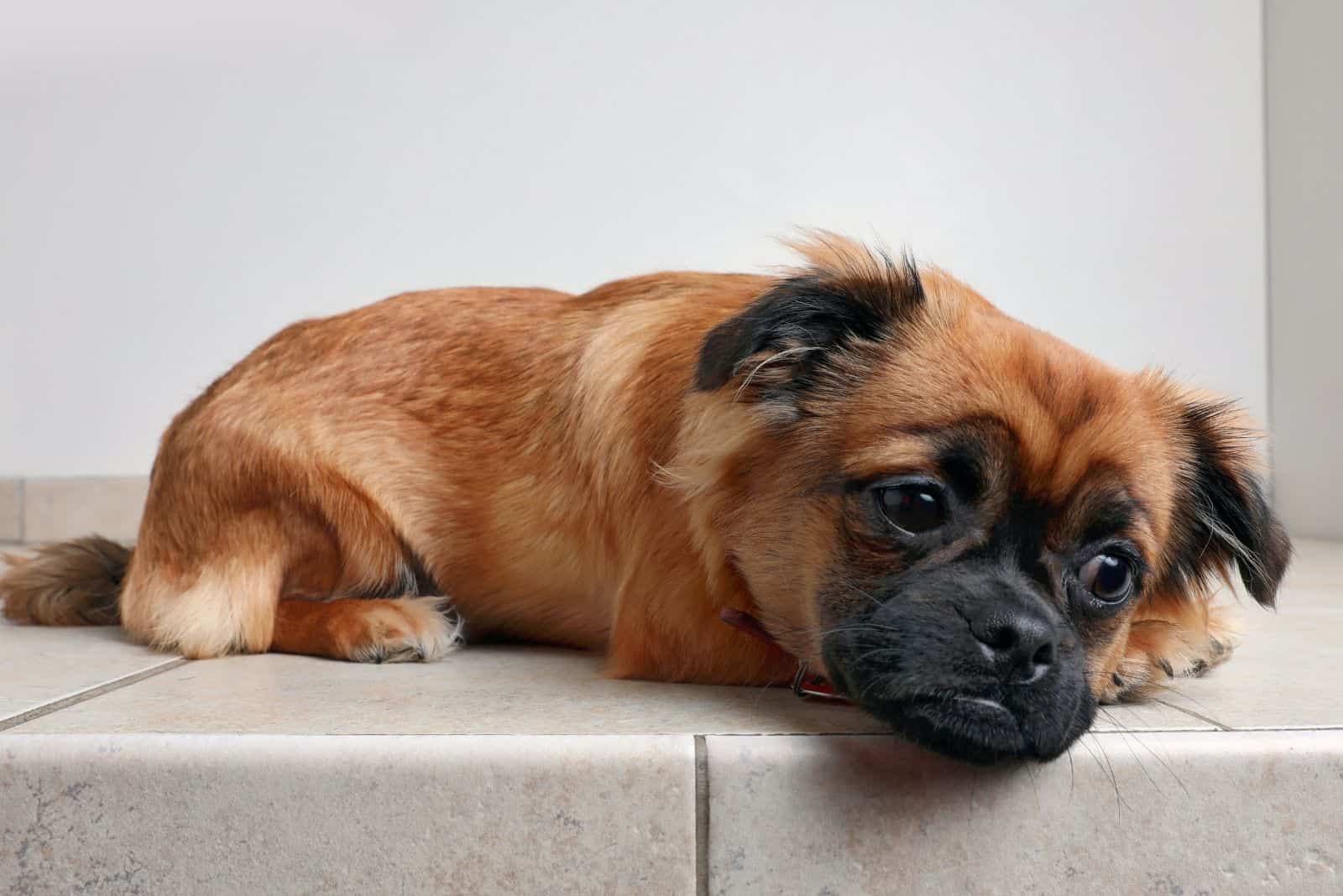 perro mezclado de corgi y pug tumbado y triste