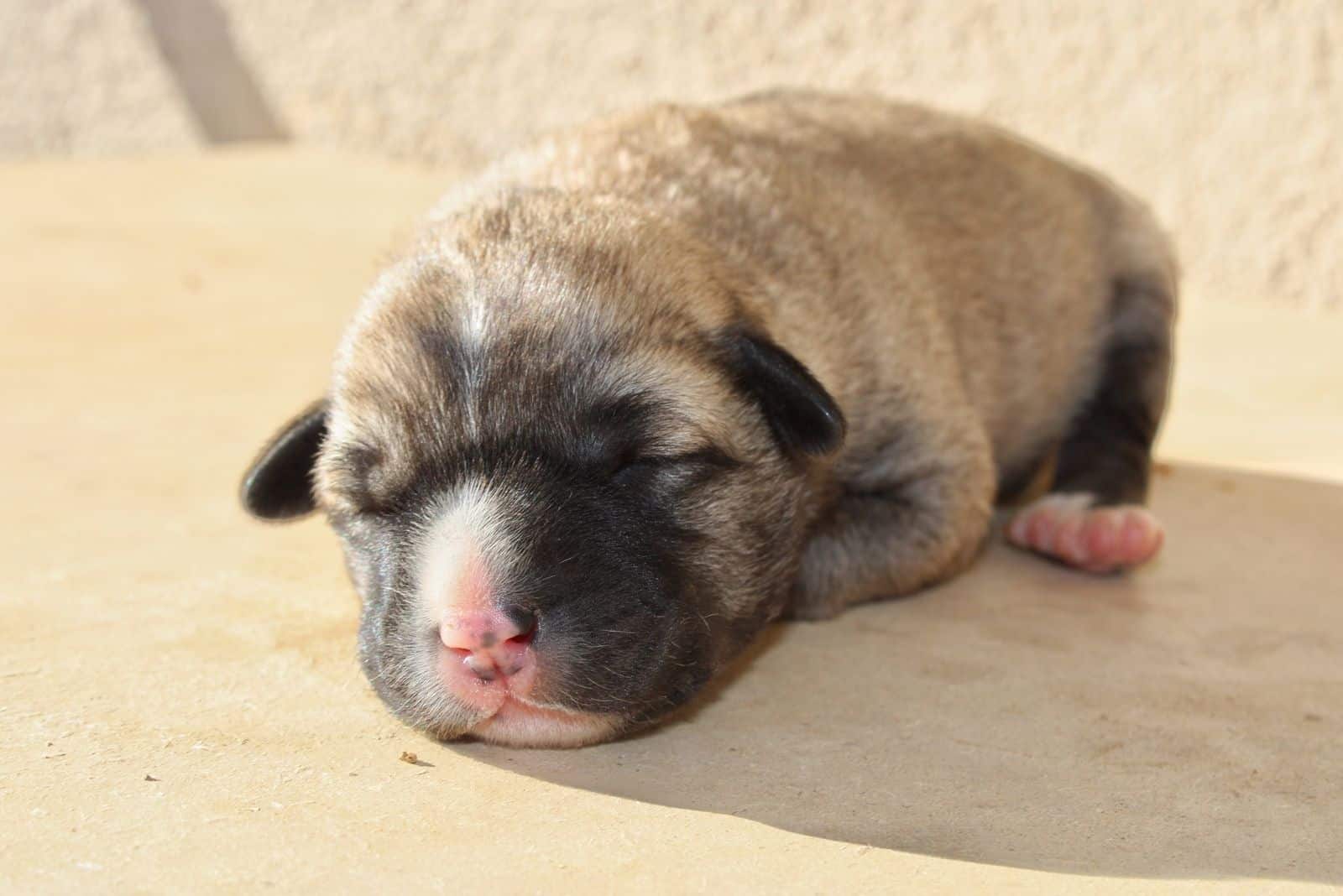 cachorro mezcla de corgi y pug durmiendo sobre la mesa al aire libre