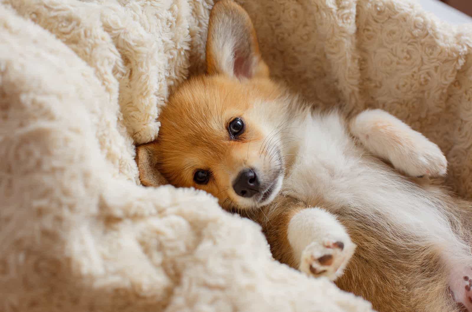 cachorro de corgi