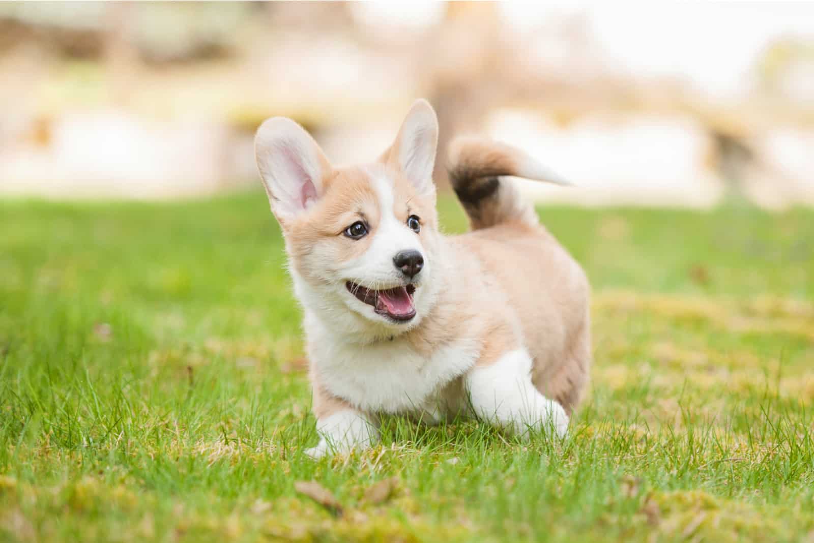 cachorro de corgi jugando en el césped