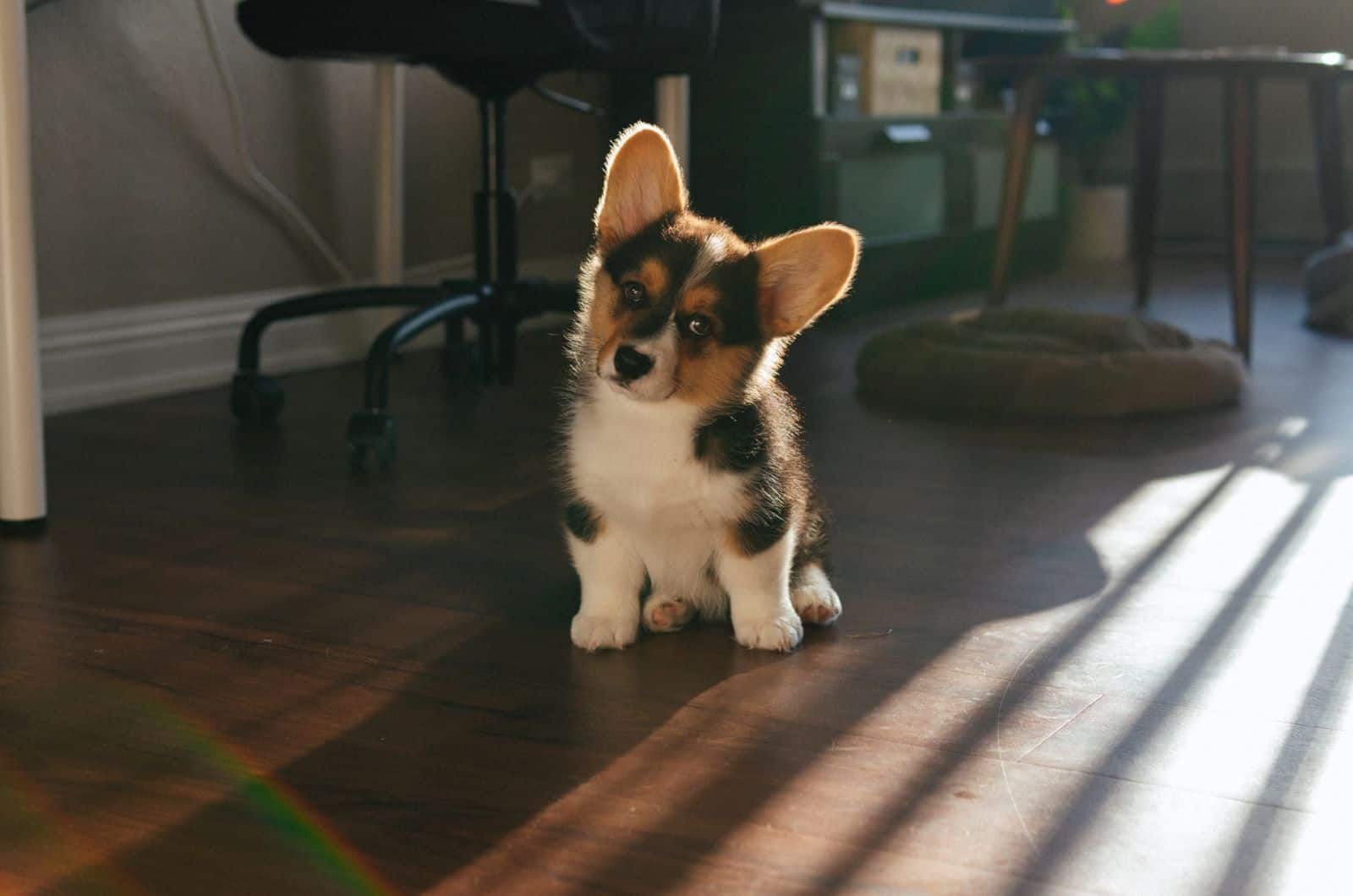 cachorro corgi posando