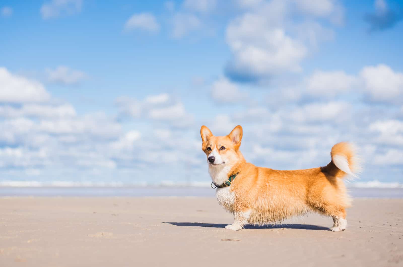 cachorro de corgi con el cielo en el fondo