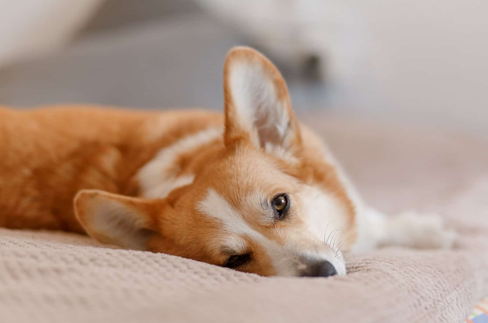 corgi relajándose en la cama