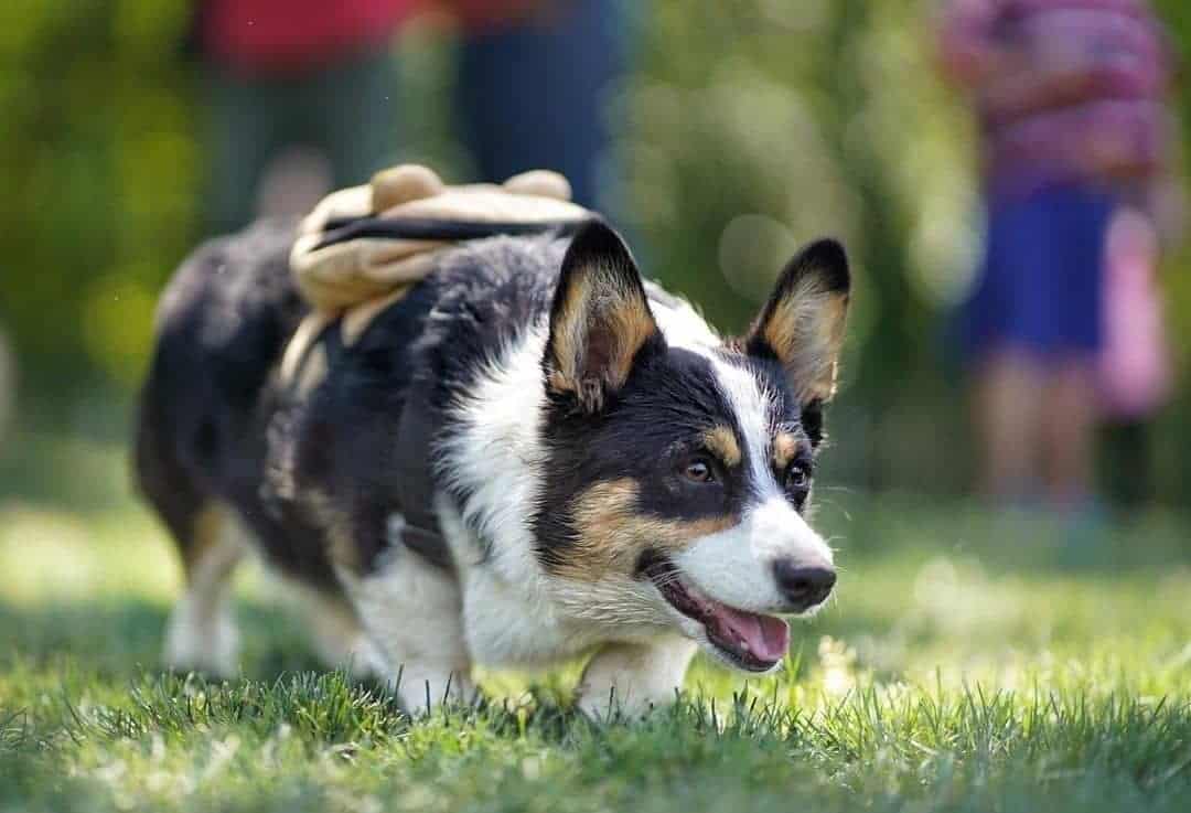 corgi corriendo en el césped