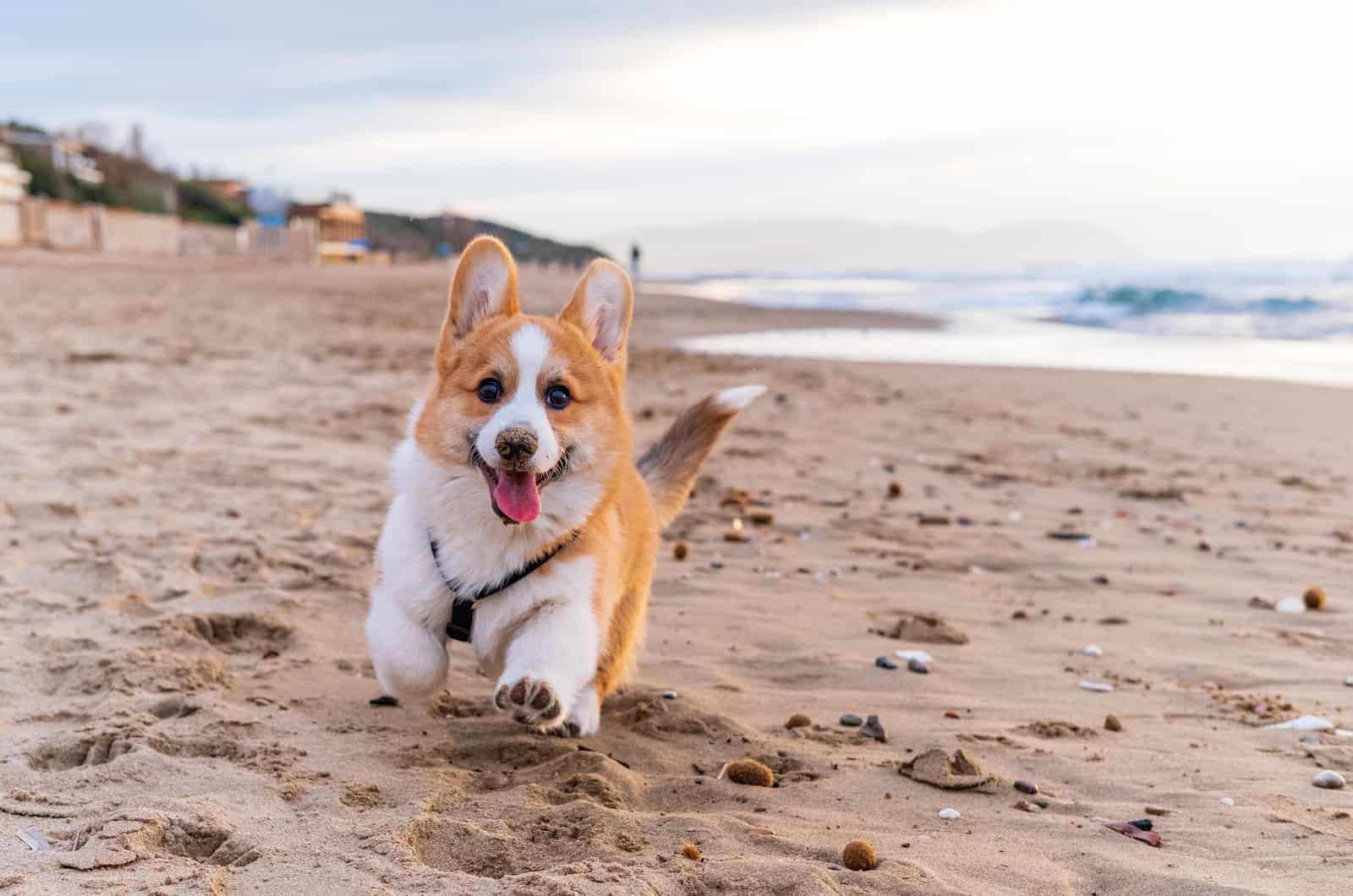 corgi corriendo en la playa arenosa