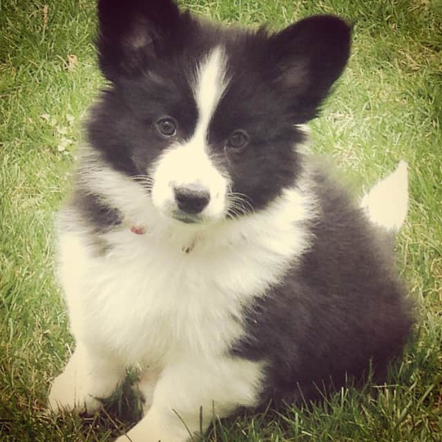 Perro mezcla de corgi y samoyedo de pie al aire libre