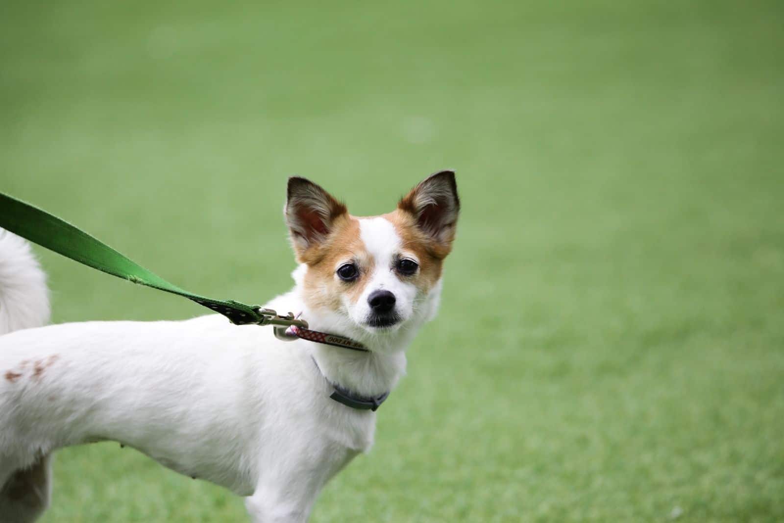 Perro mezcla de Corgi y Shih Tzu con correa de pie al aire libre