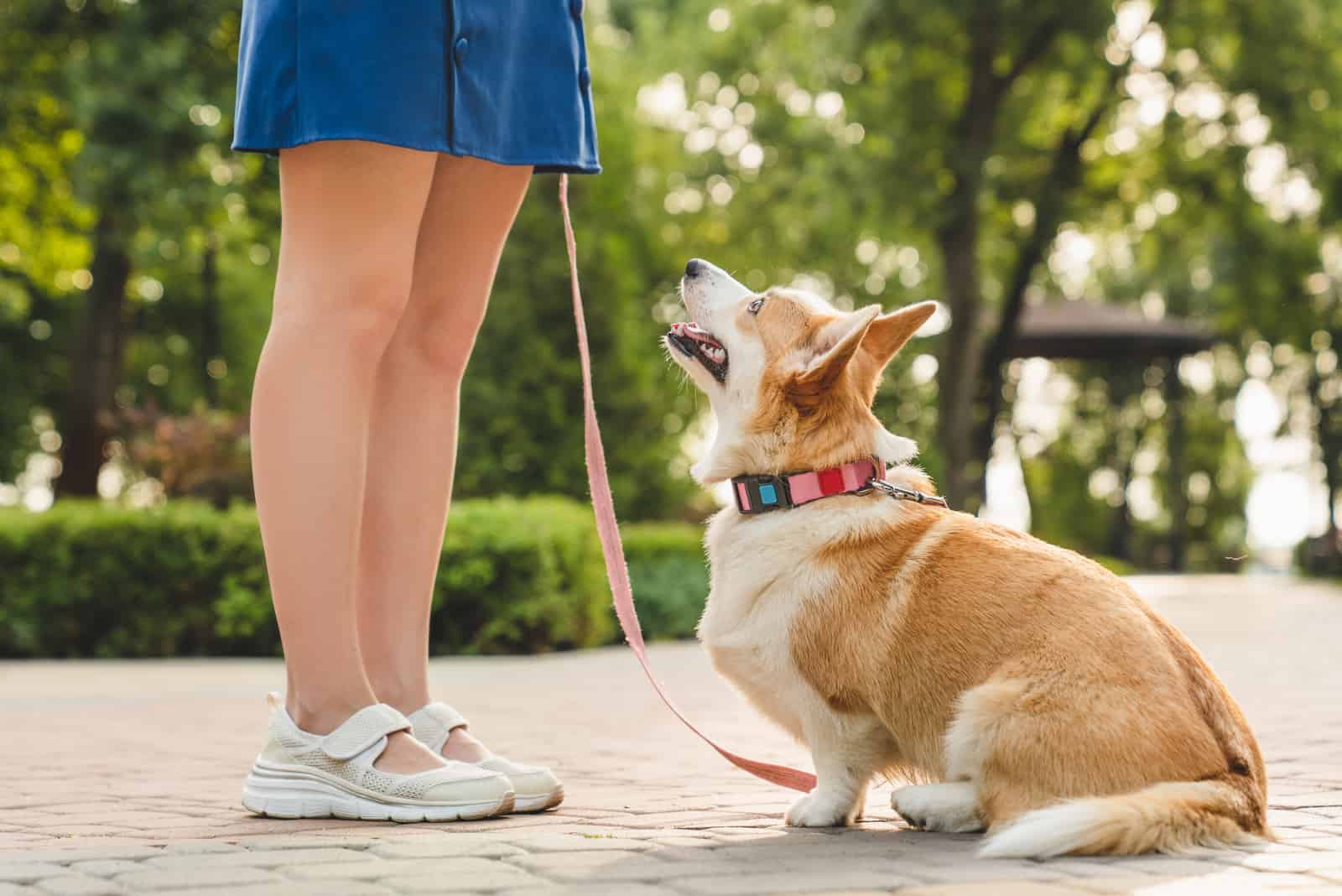corgi sentado mirando hacia su dueño
