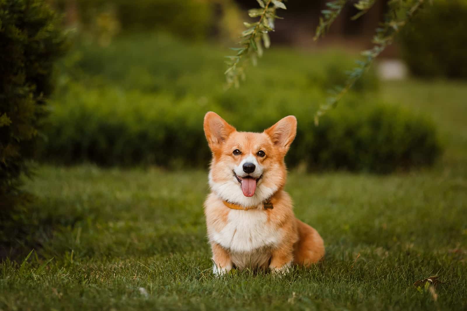 corgi sentado en el césped mirando a la cámara