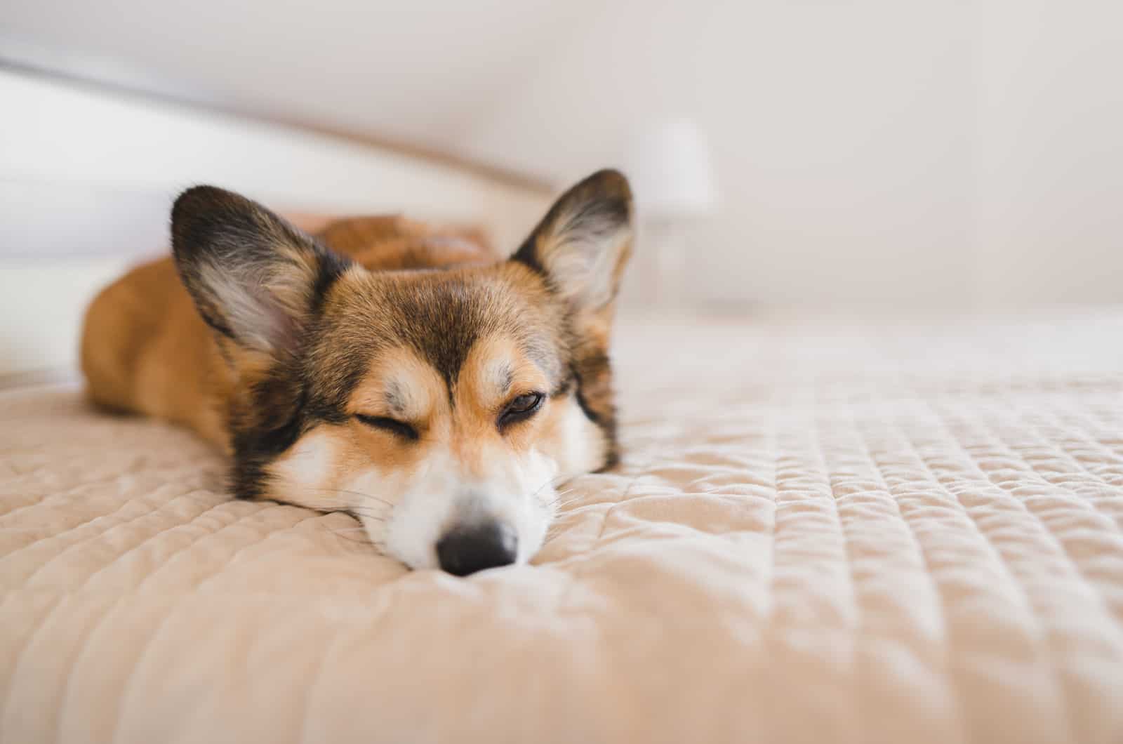 corgi durmiendo en la cama