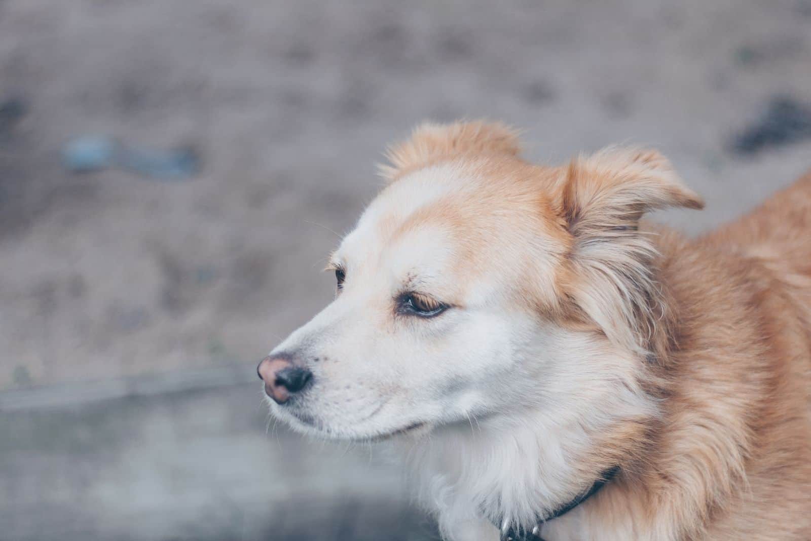 Perro mezcla de spitz y corgi en imagen de primer plano