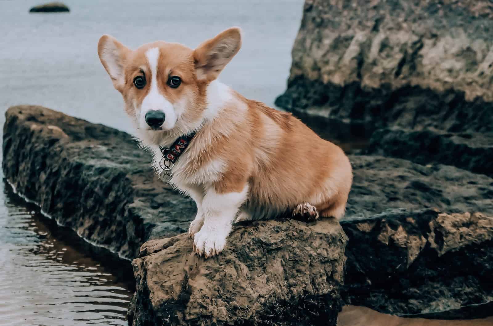 corgi de pie cerca del agua