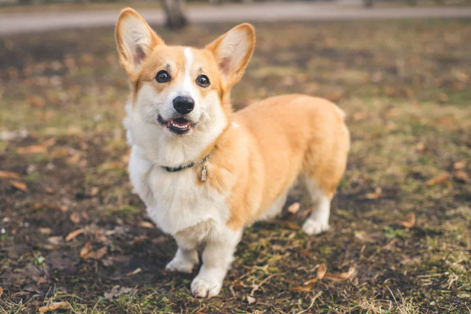 corgi de pie en el césped posando para la cámara