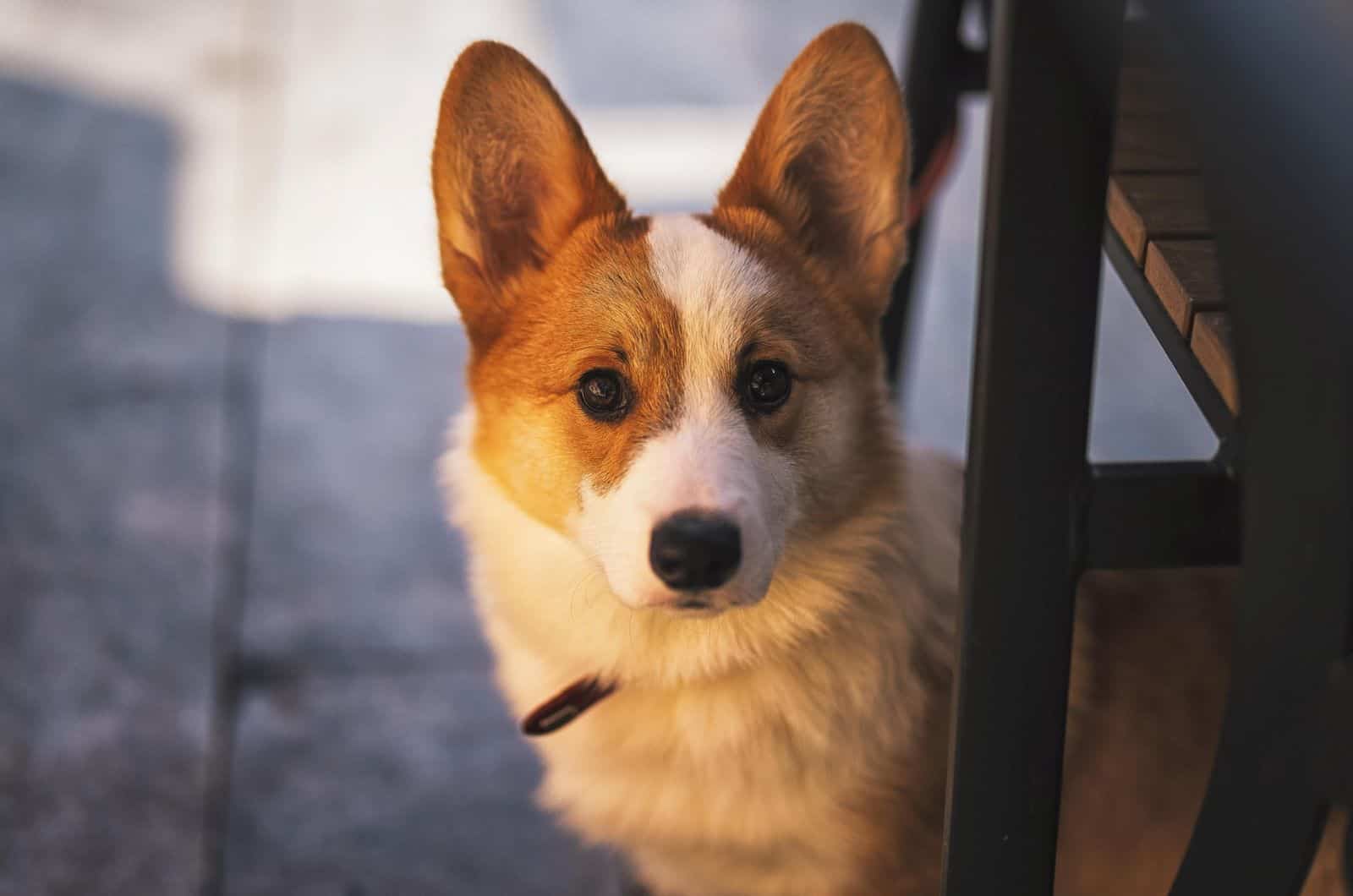 corgi debajo de una silla