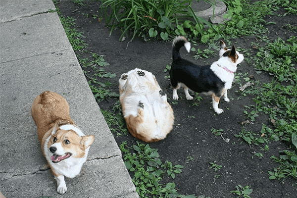 Corgi tumbado como una tortuga