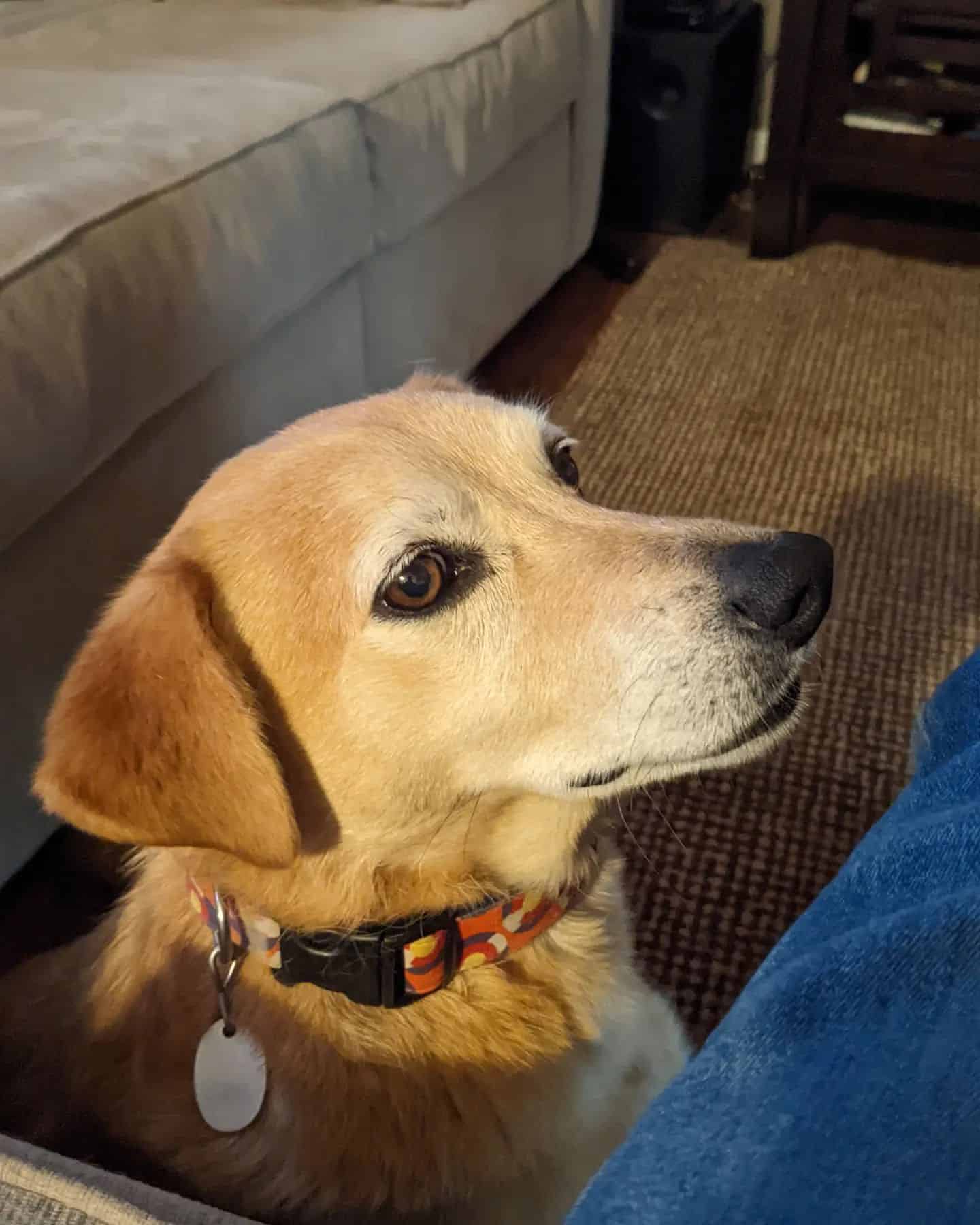 corgidor mirando hacia otro lado