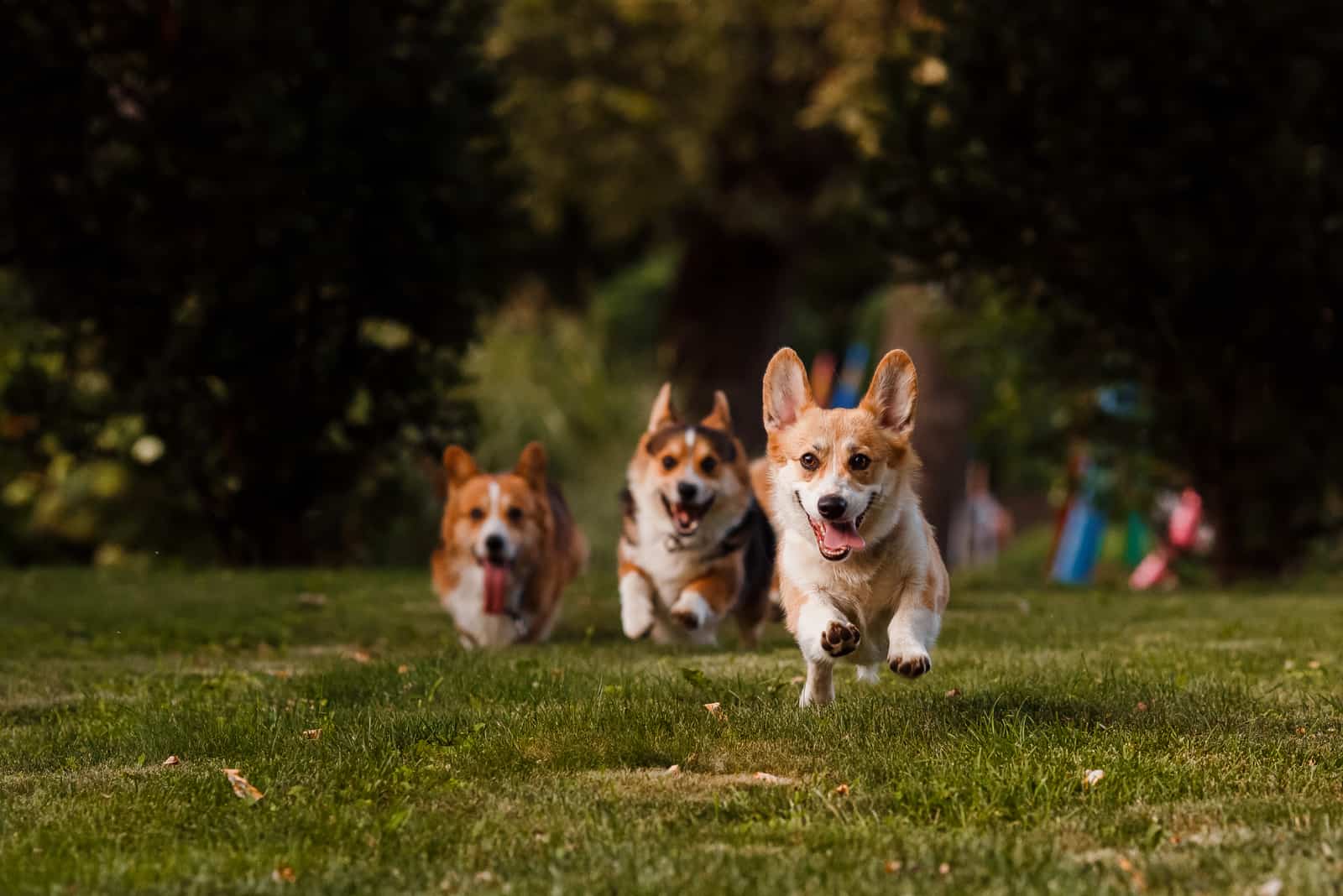 corgis corriendo por el parque