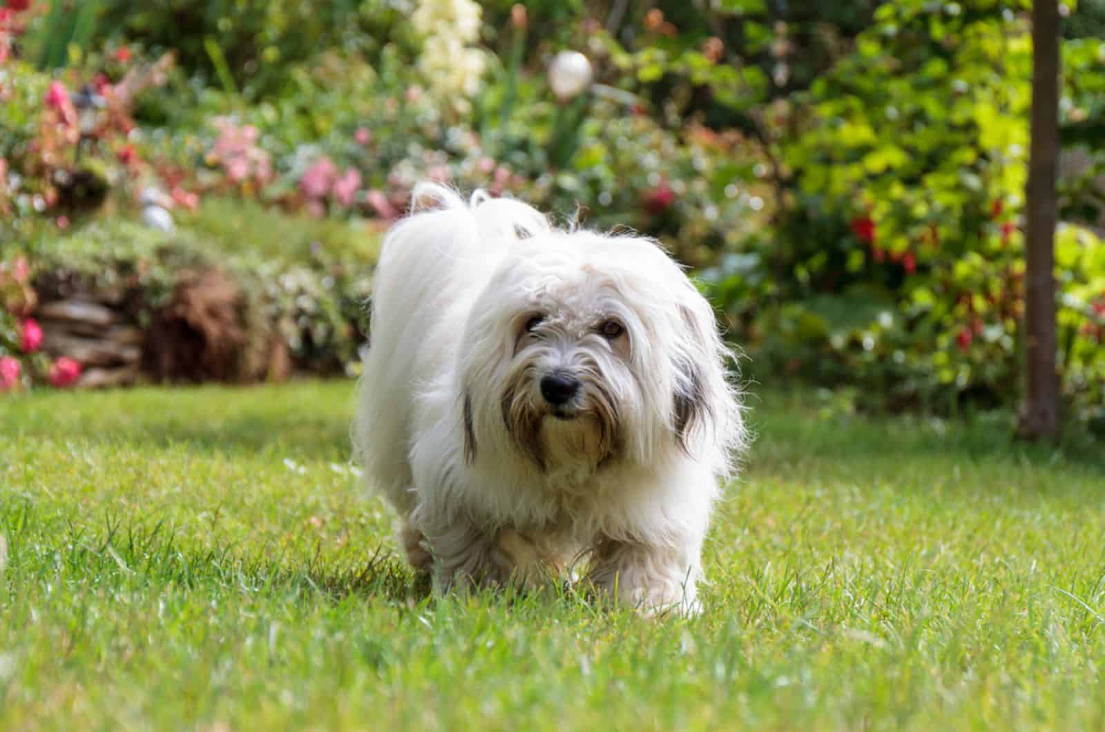 coton de tuléar en el jardín