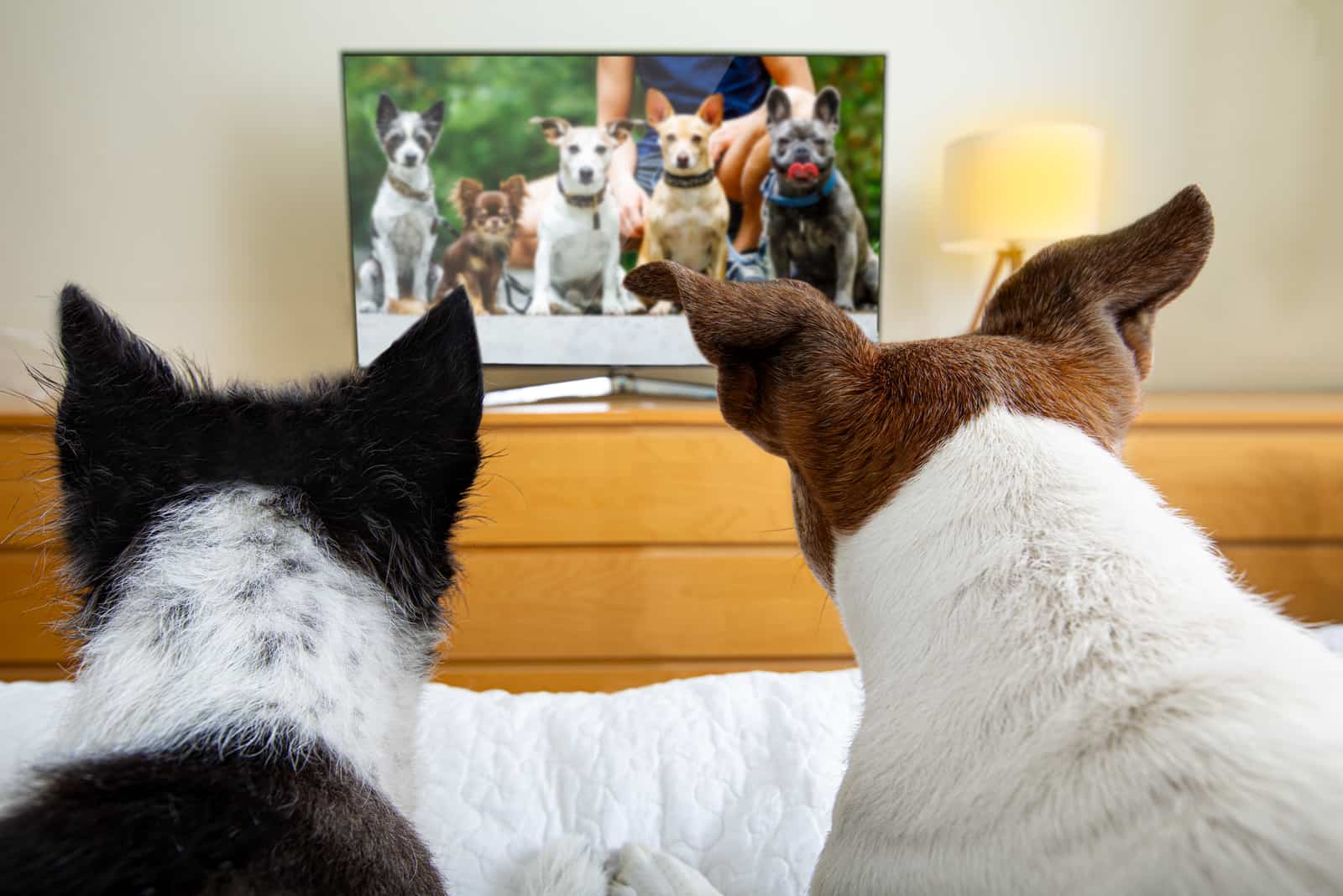 un par de perros viendo un programa de televisión en streaming