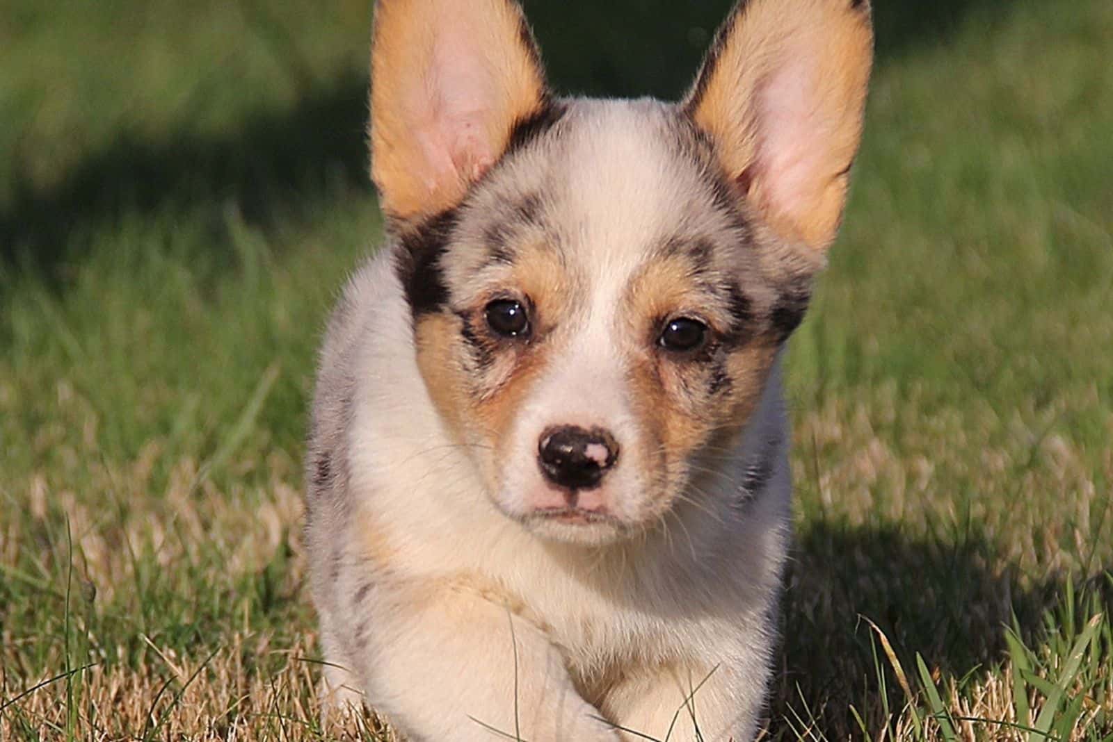 cachorro de corgi vaquero